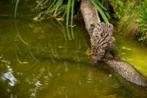 beautiful elusive fishing cat nature habitat near water endangered species cats living captivity kind small cats prionailurus viverrinus 1