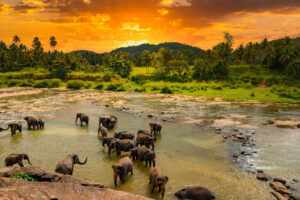 elephants-bathing-river-pinnawala-elephant-orphanage-sri-lanka (1)