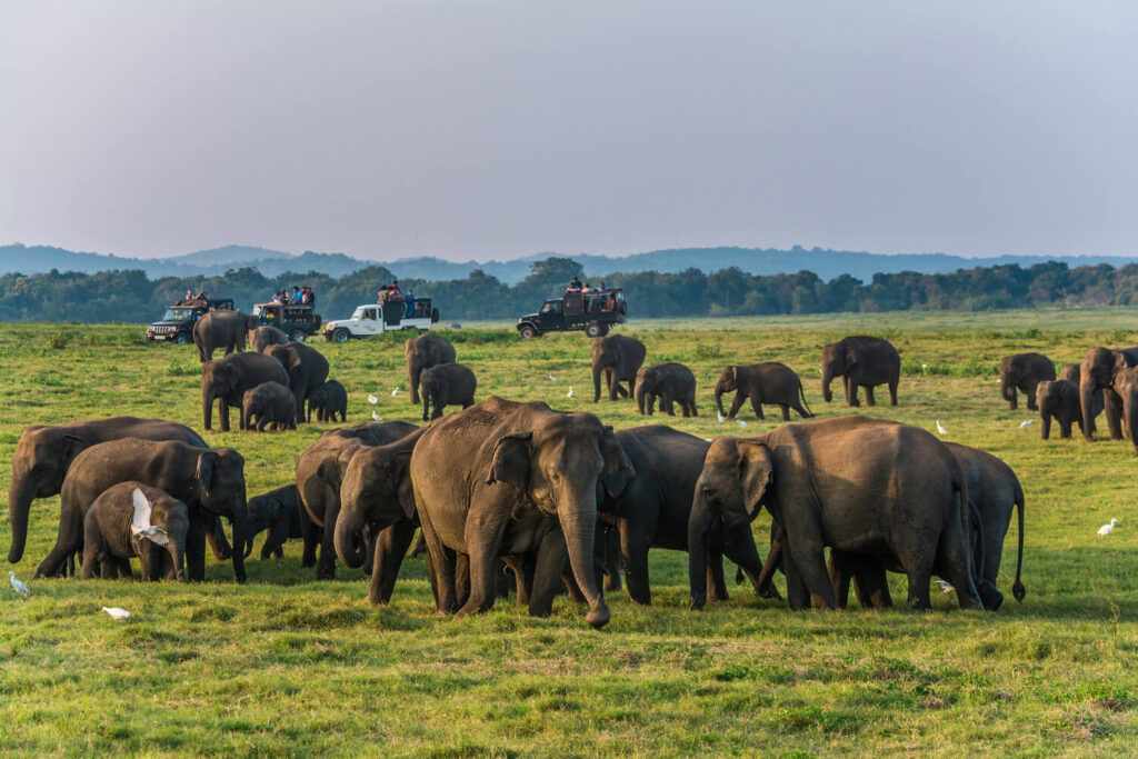 Visit Minneriya National Park during holidays in Sri Lanka with Sesatha Travels.