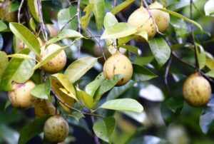 spice-garden​-in-sri-lanka