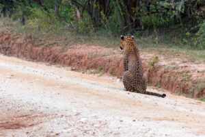 leopard panthera pardus kotya walks road 1