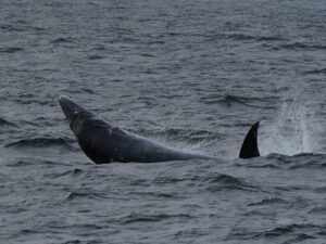 dolphin-whale-watching-mirissa