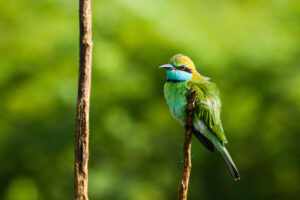 Colorful bird perched in a lush Sri Lankan forest, epitomizing the beauty of bird watching places in Sri Lanka.
