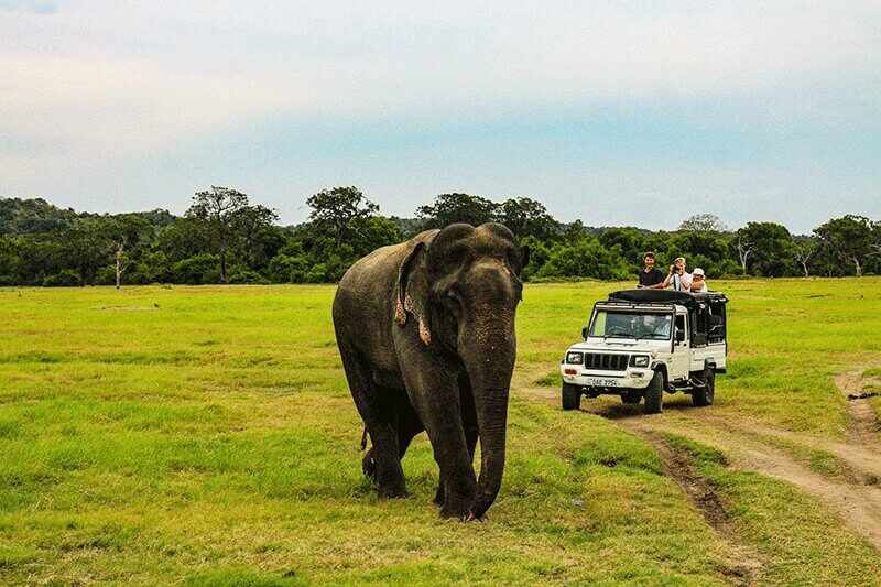Join a safari in sri lanka with our sesatha travels family tours.