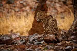 Sri Lanka Bespoke Tours in 2024