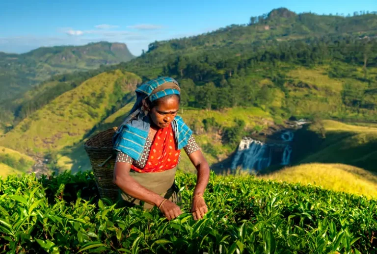 Explore Sri Lanka with Sesatha Travel - vibrant image showcasing the diversity of Sri Lankan cities including Colombo, Sigiriya, and Kandy, highlighting tailor-made package holidays, bespoke private tours, and luxury experiences by one of the best travel agents in Brisbane, offering bespoke holidays and custom travel itinerary services across Sri Lanka's picturesque landscapes from Negombo to Ella, Nuwara Eliya, Hikkaduwa, and beyond.