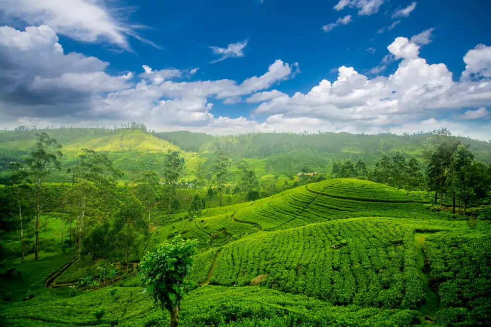 Sri lanka tea estates at nuwara eliya