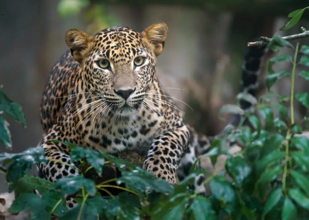 Sri Lankan leopard spotted during a safari arranged by Sesatha Travel, the best travel agents in Brisbane