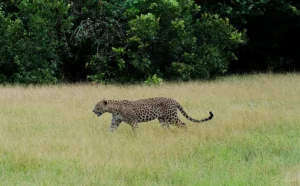 Enjoy wildlife with SesathaTravels, bespoke trvel agency