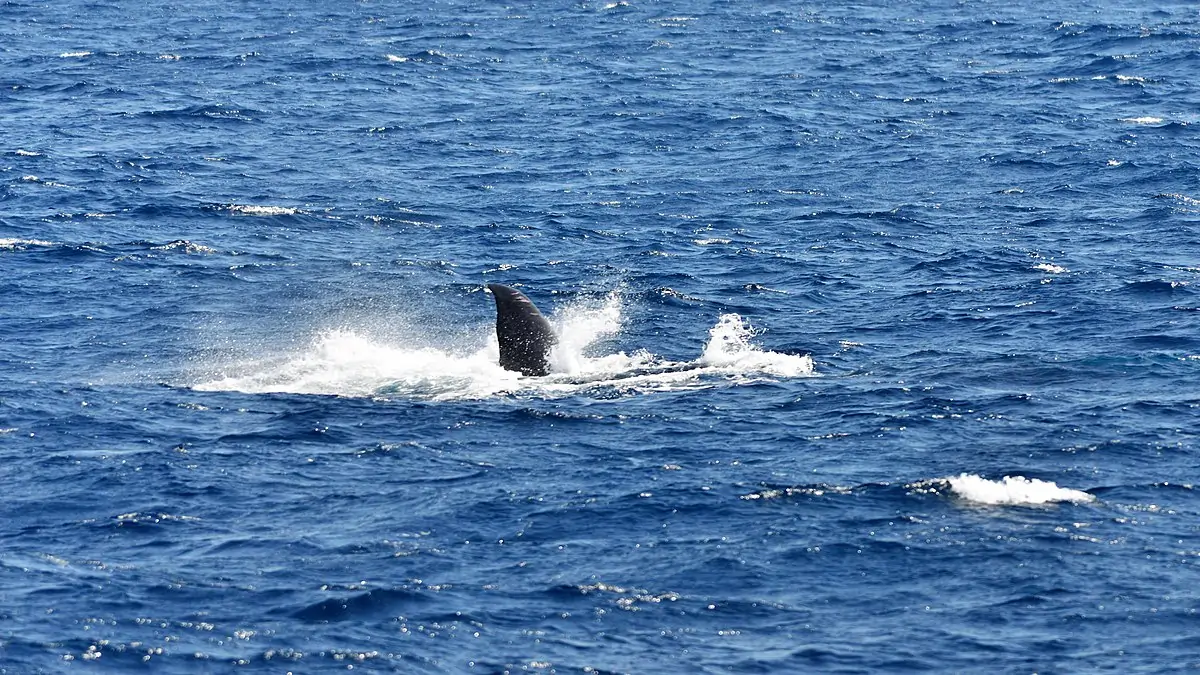 Sri Lanka Beach Holidays: Whale Watching