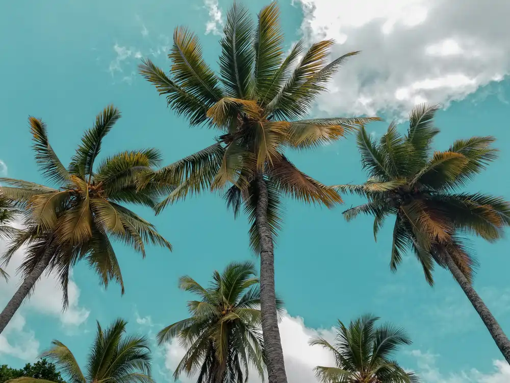 Sri Lanka private tours is the best way to explore this beautiful island