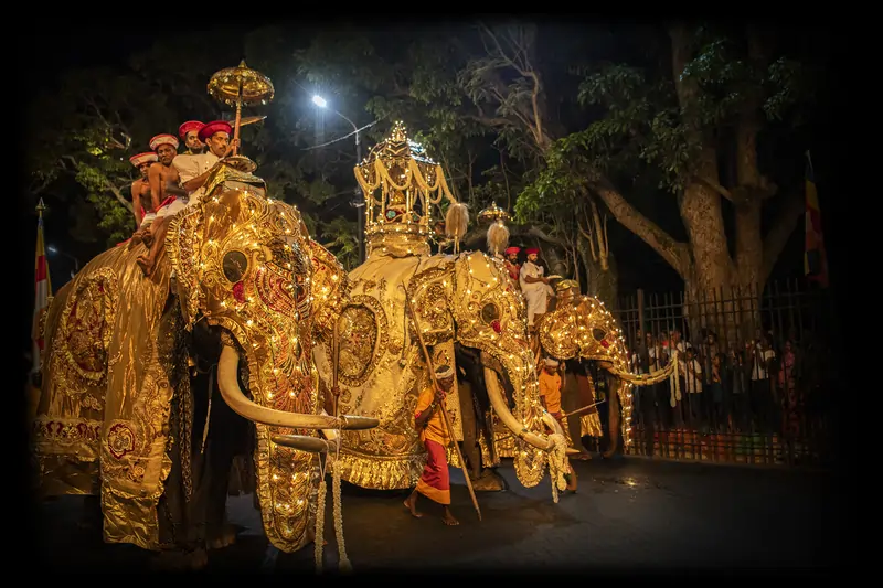 Ceremonial elephants at Esala Perahera in Sri Lanka 