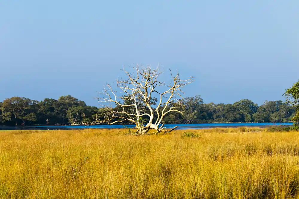 Wilpattu gives the best wildlife experience 