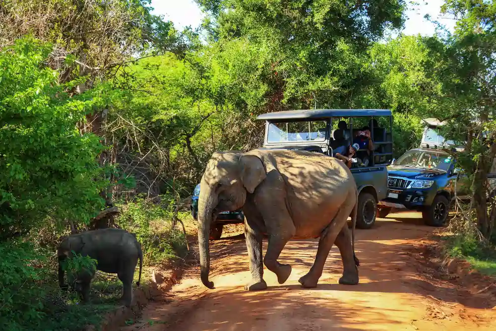 exploring wilpattu in a safari 