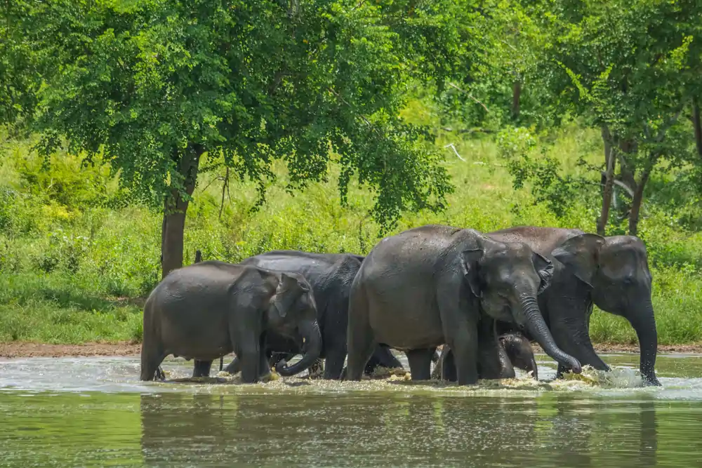 Elephants spotted at Wilpattu