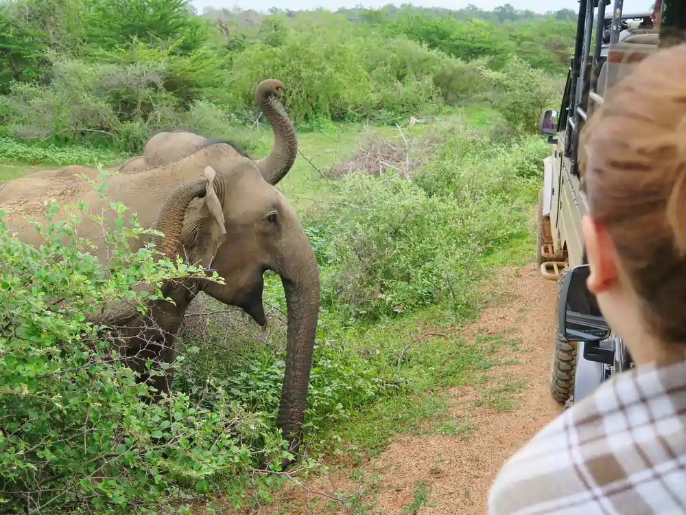 Private Safari wilpattu