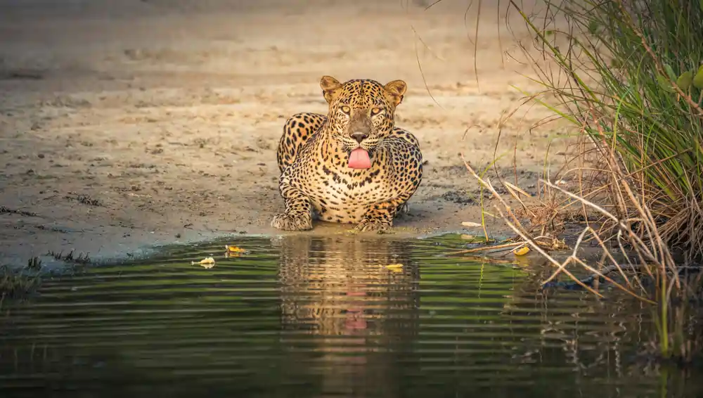 the best leopard views can be captured at Wilpattu