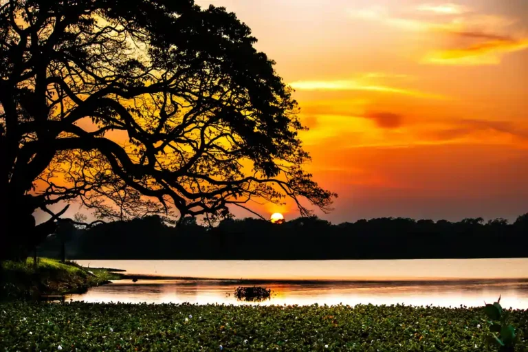 Wilpattu National Park in the dawn