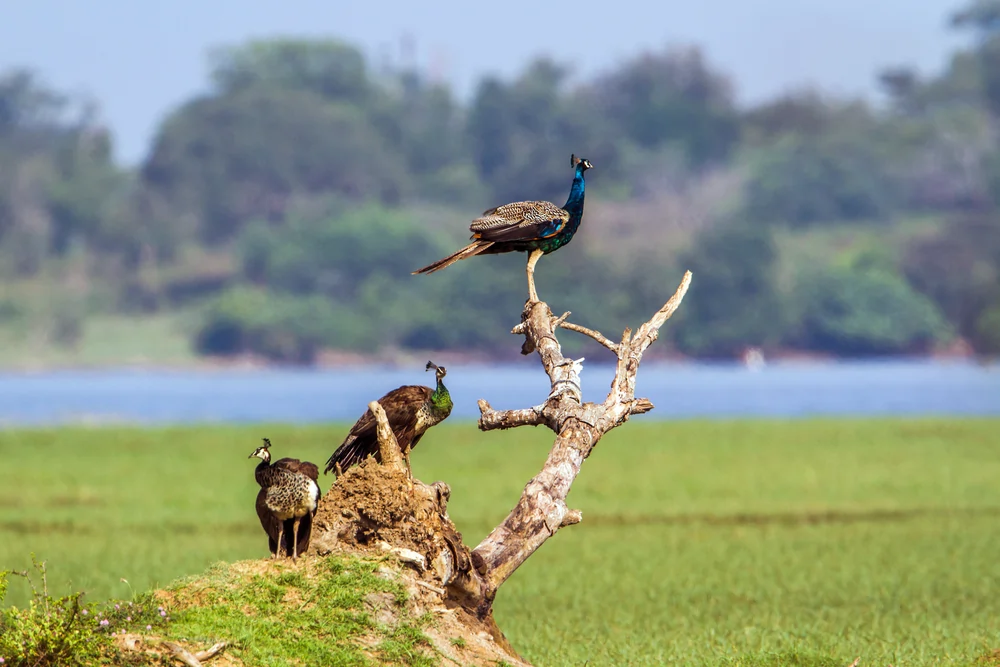 Wilpattu Safari Experience is unique