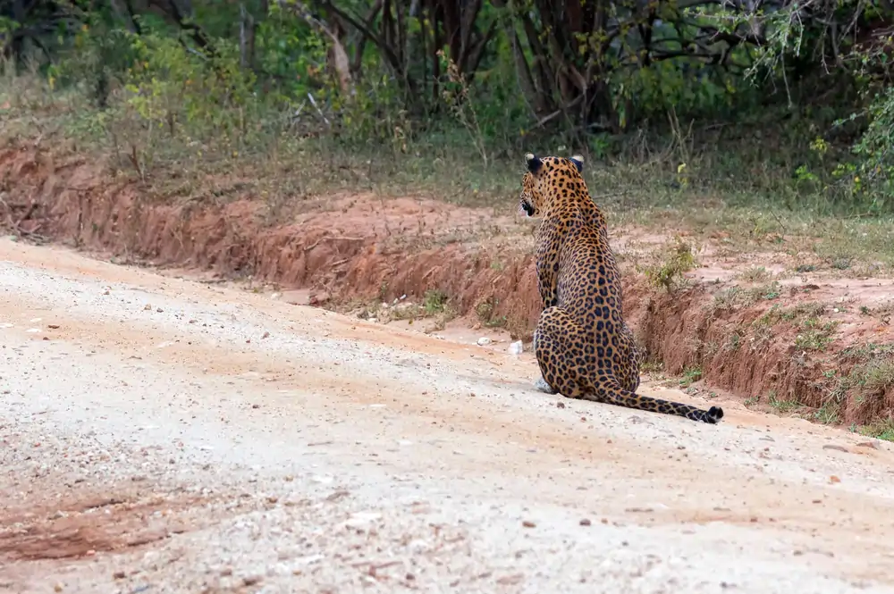Tracking leopard at Wilpattu