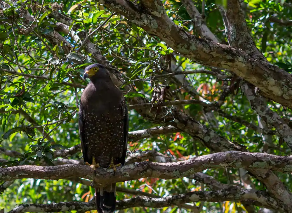 Bespoke safari experience at wilpattu