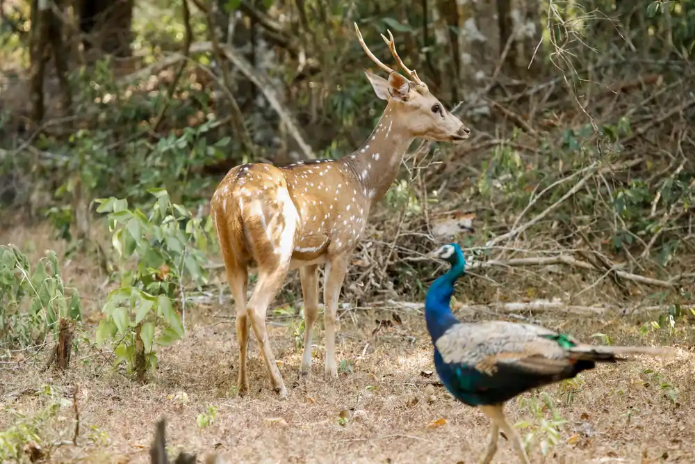 Close encounter with animals at wilpattu