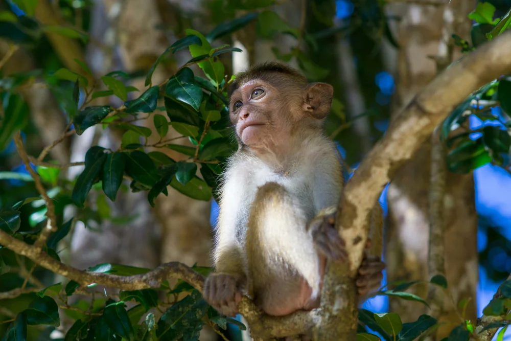 wilpattu is a great destination for nature photography