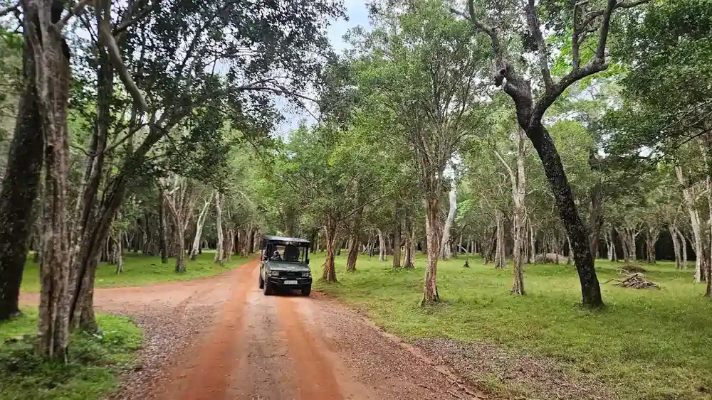 Wilpattu safari experience