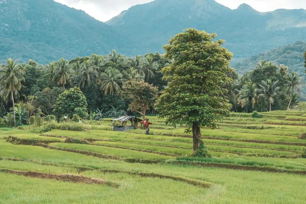 Agriculture is common in Ella Sri Lanka