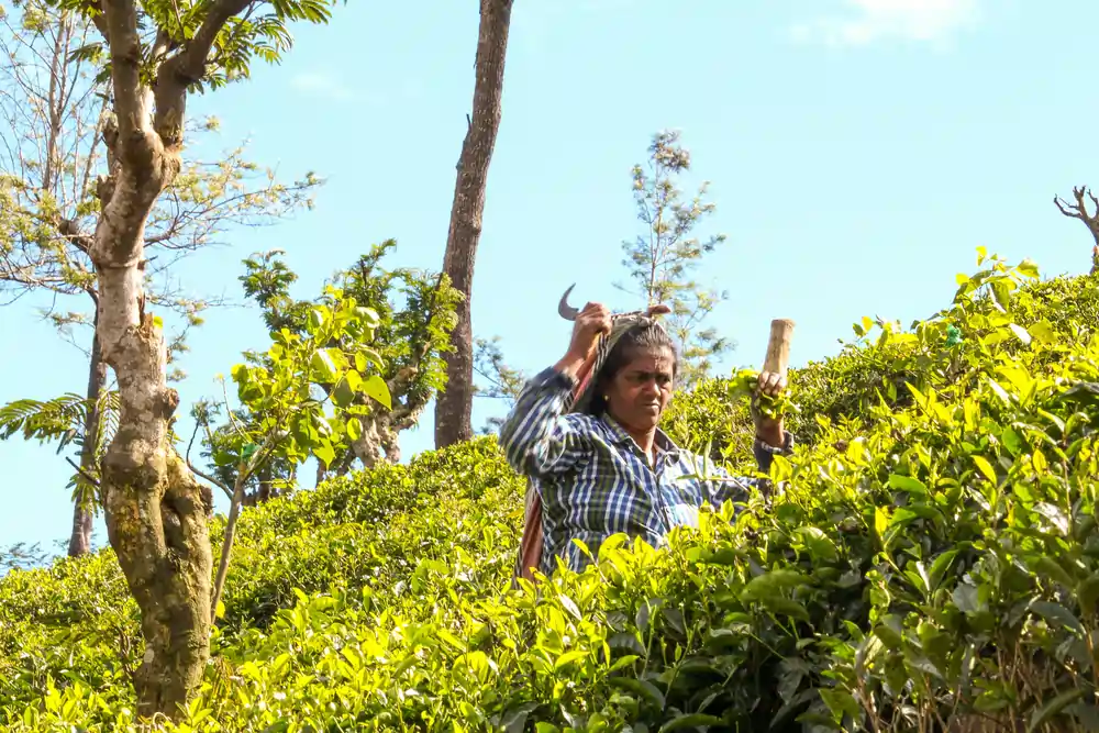 Tea plucking in a tea estate, Ella, Sri Lanka