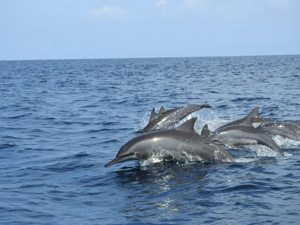 dolphin watching sri lanka