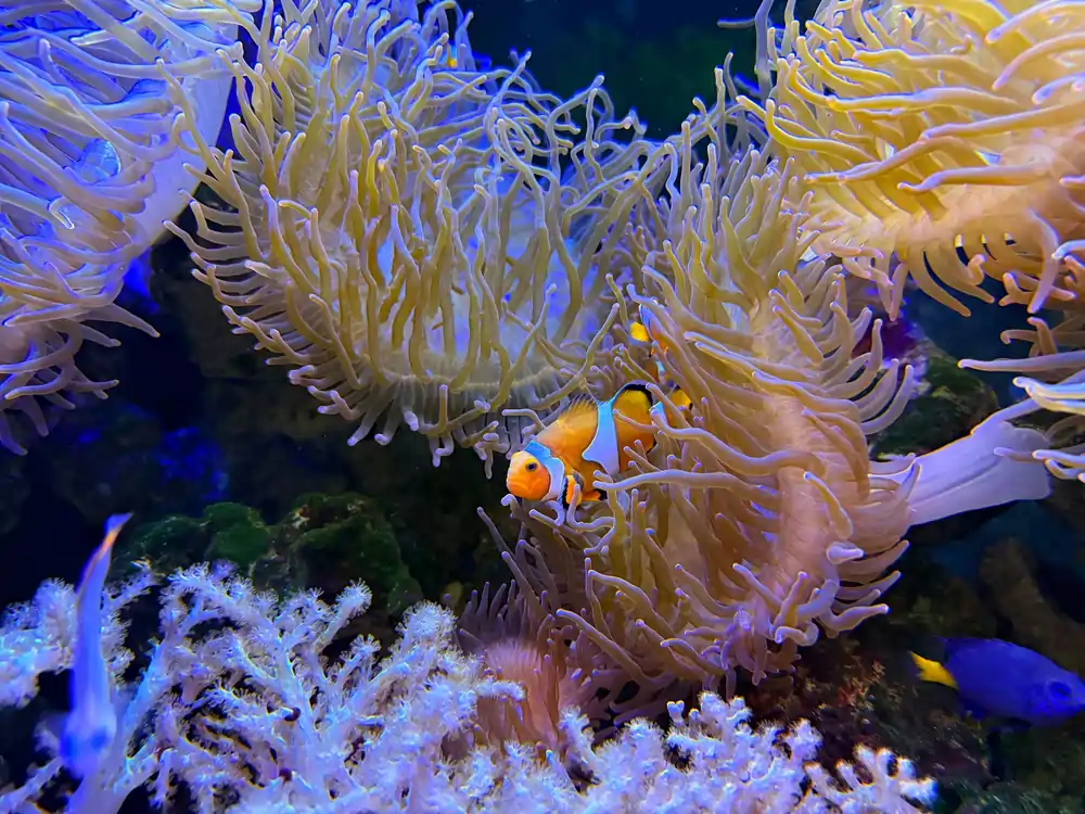 kelvin zyteng JBpJ5XBtoI4 unsplash