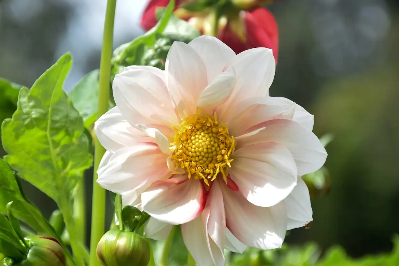 pexels niroshan chandana 429123351 15221179