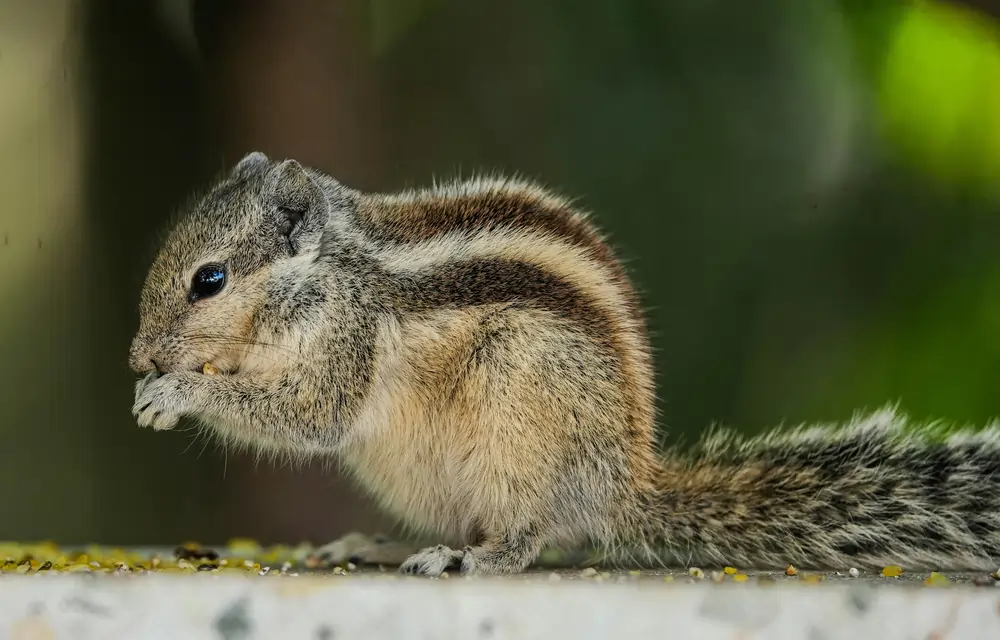 pexels rajesh s balouria 1289088 35114158