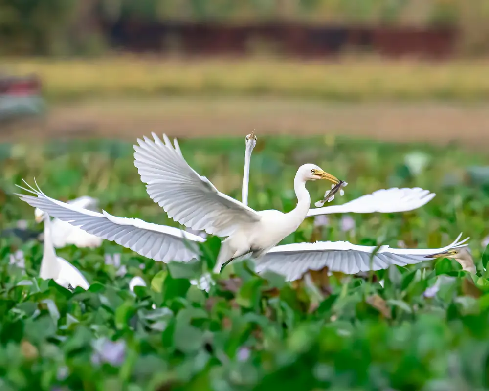 pexels raseemphotography 35116433