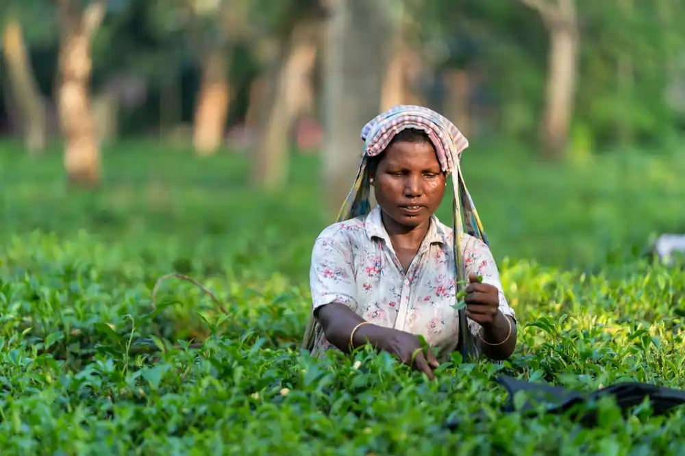 pexels shootsaga 34604769