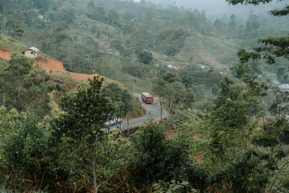 pexels thisvi malalgoda 1056393 21081146