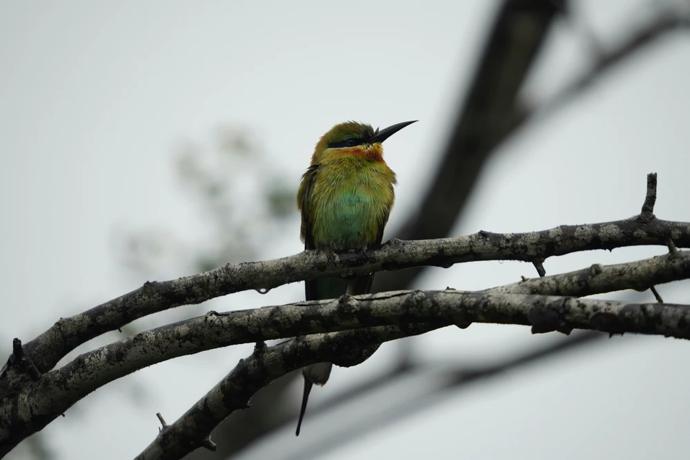 simon van rompaey f 1fcxqgu5c unsplash