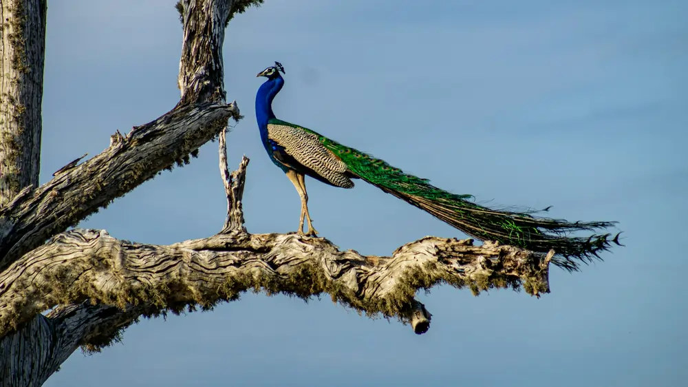 anatoly maltsev BF dNSlX5v4 unsplash