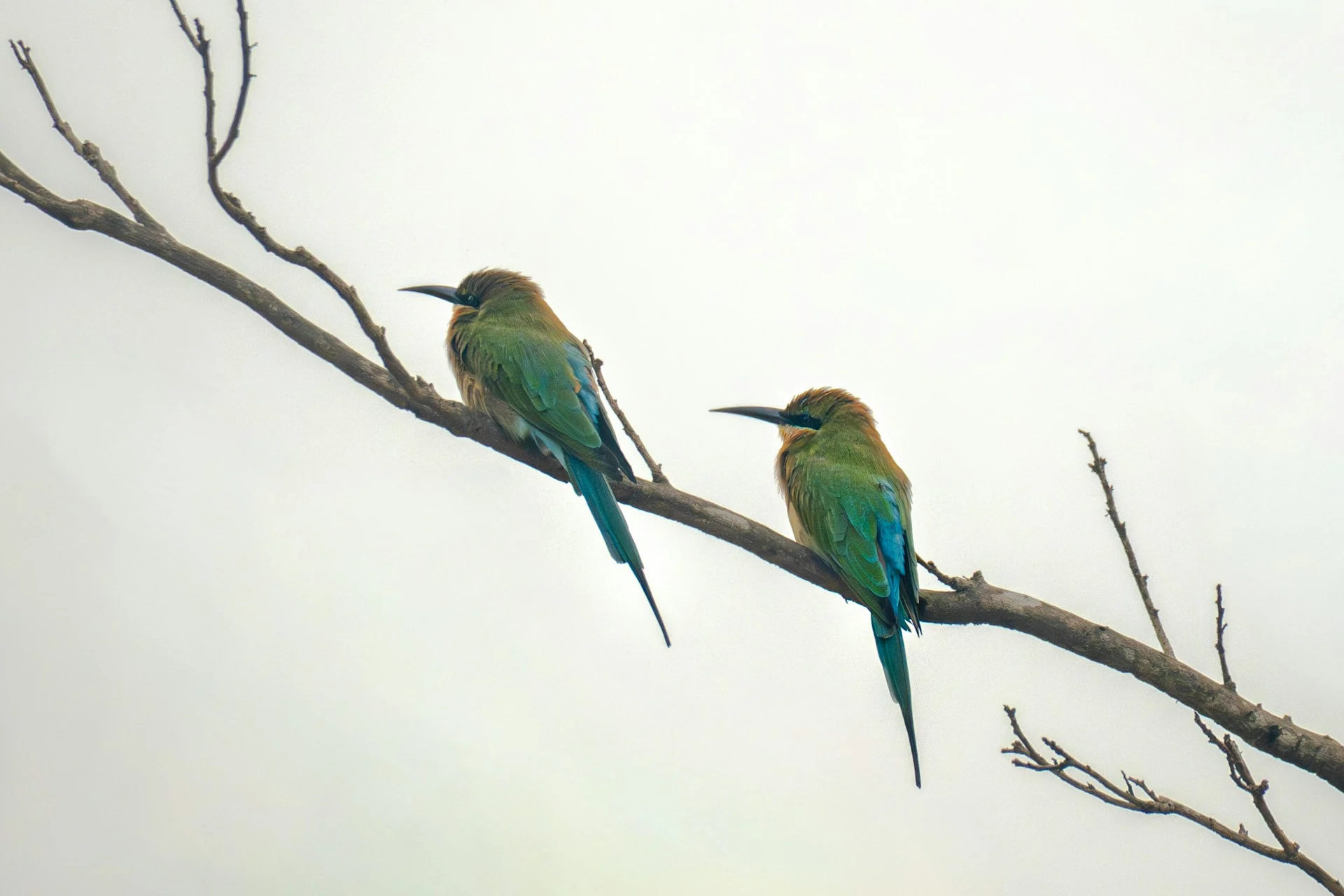 mamun srizon 0QWOxBGqL4I unsplash