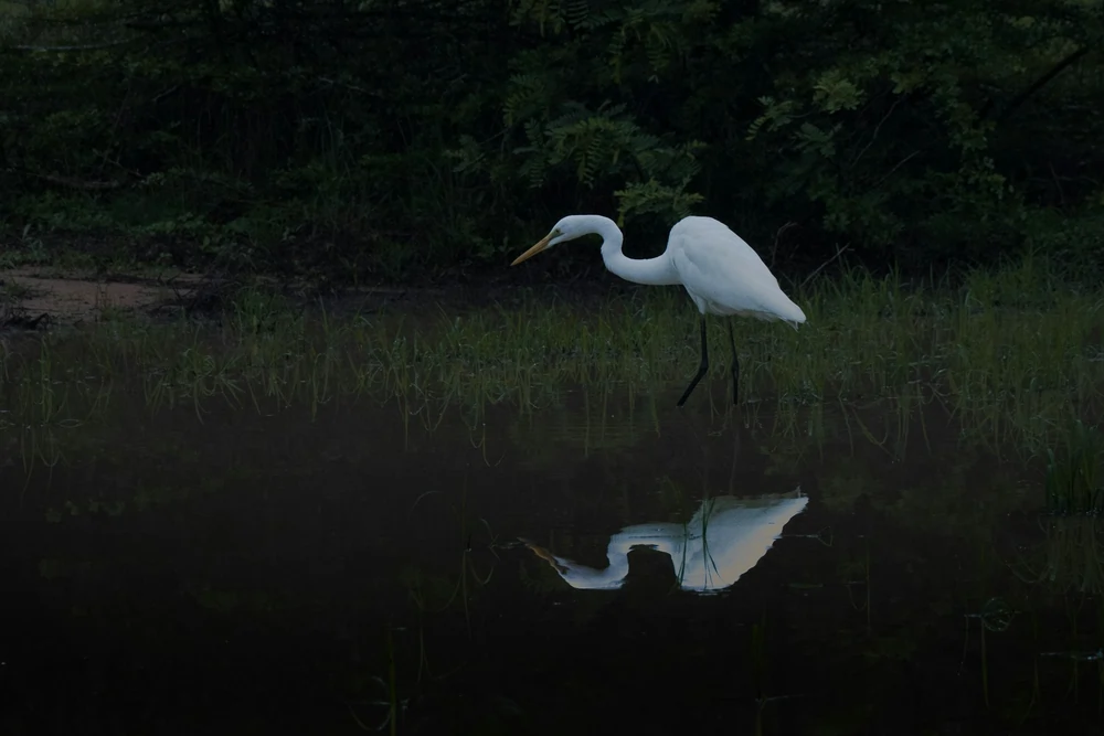 mamun srizon MTxJNOJ4jL8 unsplash