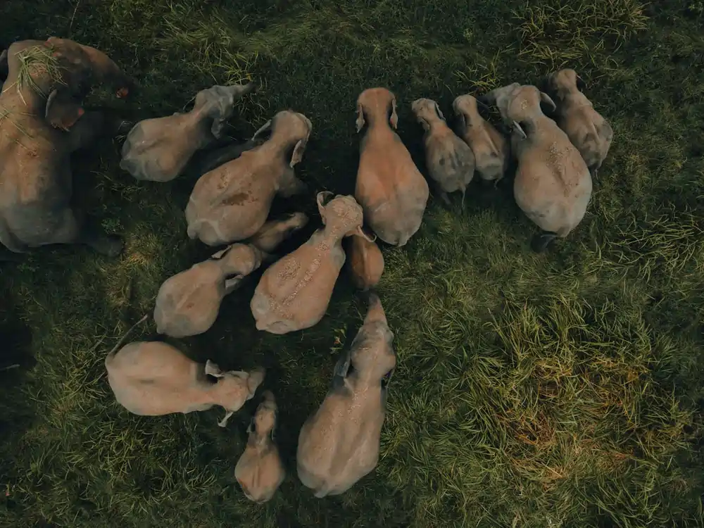 Ariel view of an elephant herd during a safari adventure in Sri Lanka.