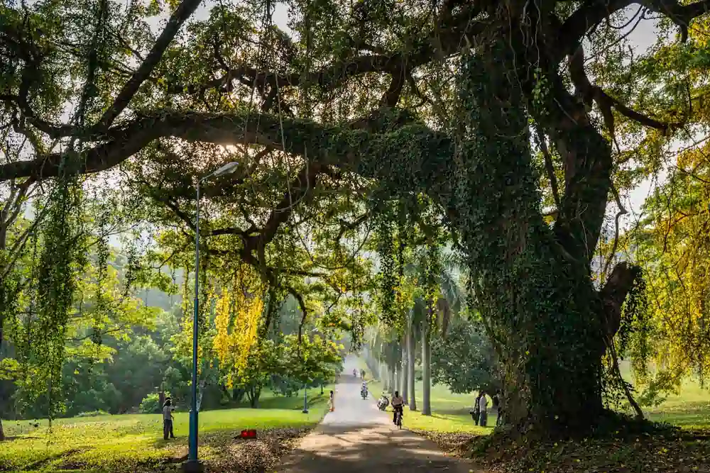 pexels thilina alagiyawanna 3266092 31048032