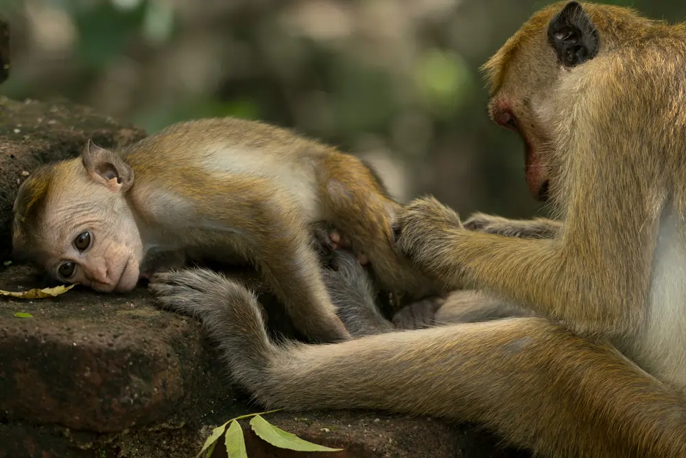 prasad madusanka kjd6opt4Caw unsplash