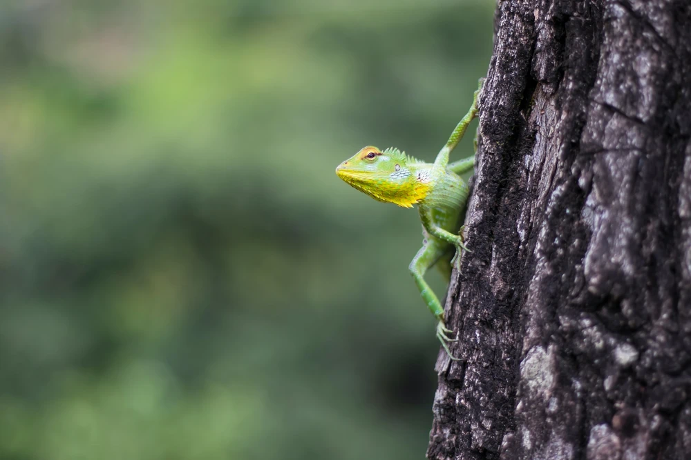 ramith bhasuka 46kgzGaYK1o unsplash