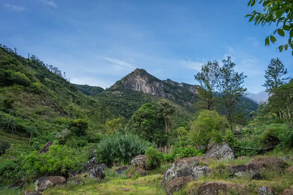 pexels thilina alagiyawanna 3266092 31018823