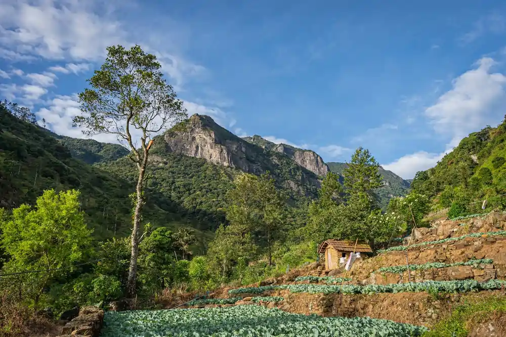 pexels thilina alagiyawanna 3266092 31018824