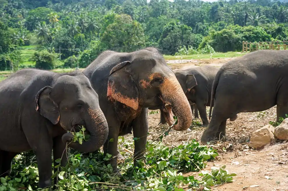 pexels tamjeedag 31184355