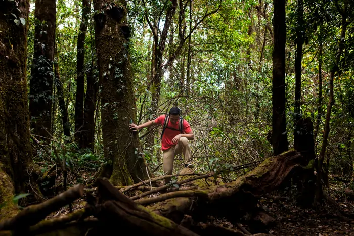 Sinharaja rain forest is a must visit place in Sri Lanka if you are a nature lover.