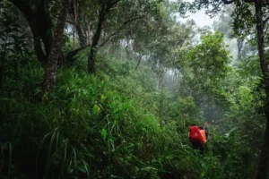 Sinharaja rain forest